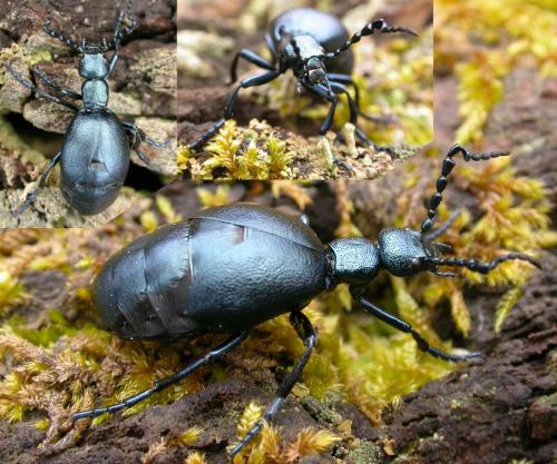 Meloe violaceus