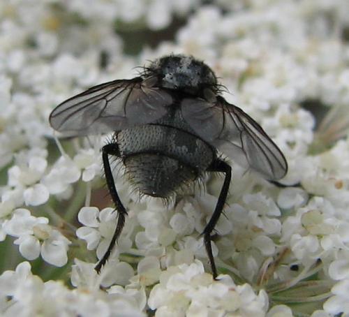 Réf. 66 784 : Morellia sp.