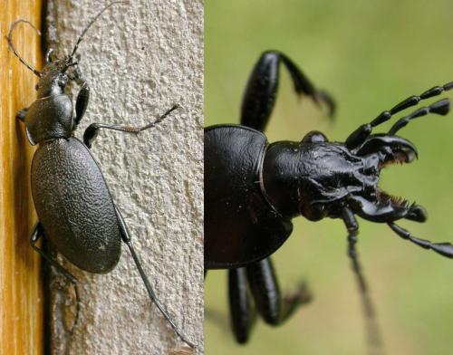 Réf. 66 016 : Carabus coriaceus