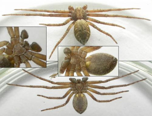 Philodromus sp.