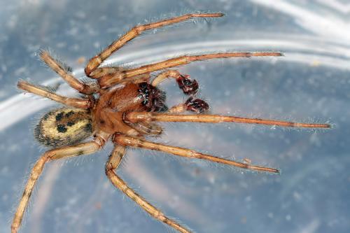 Amaurobius fenestralis