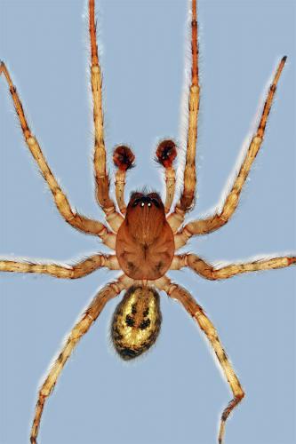 Amaurobius fenestralis