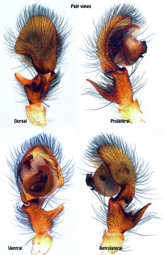 Amaurobius fenestralis