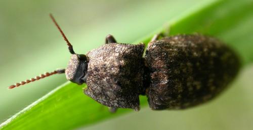 Réf. 66 358 : Agrypnus murinus