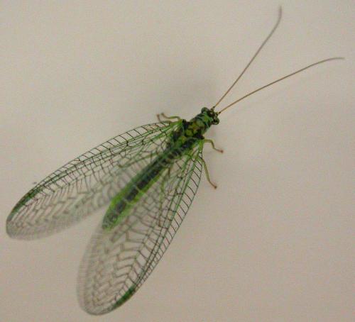 Réf. 66 845 : Chrysopa perla