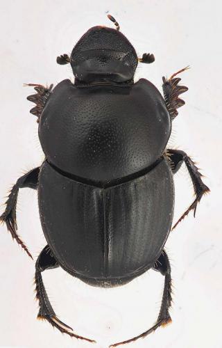 Réf. 66 717 : Onthophagus taurus
