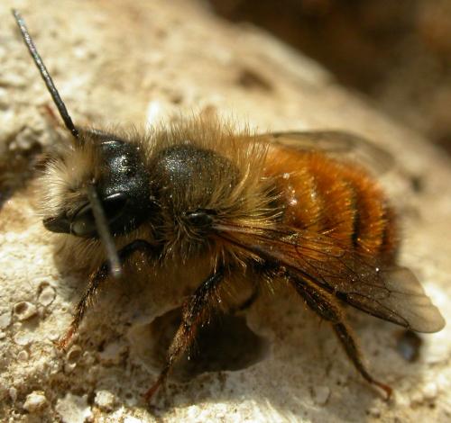 Réf. 66 140 : Osmia bicornis