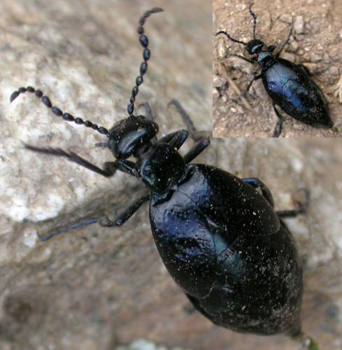 Meloe autumnalis