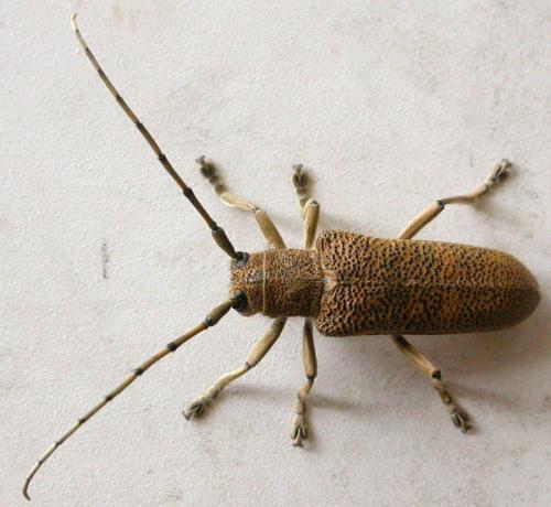 Réf. 66 952 : Saperda carcharias