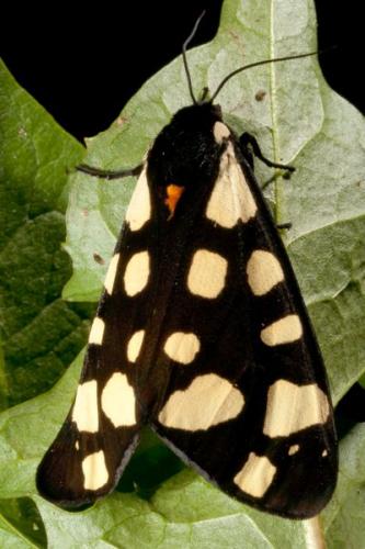 Réf. 66 605 : Arctia villica