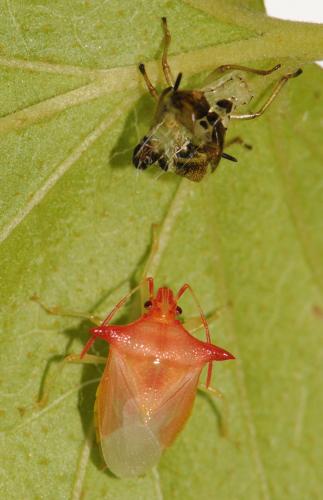 Réf. 66 238 : Elasmucha ferrugata