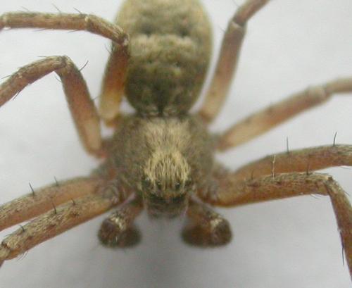 Philodromus sp.