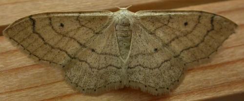 Réf. 66 005 : Idaea aversata