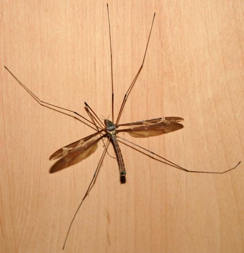 Tipula maxima