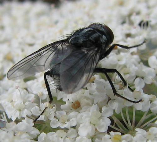 Morellia sp.