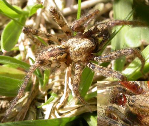 Tegenaria ferruginea