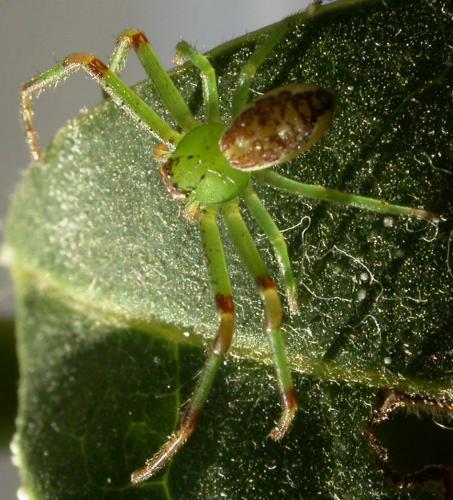 Réf. 66 141 : Diaea dorsata