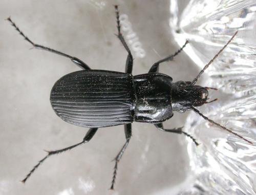 Réf. 66 955 : Abax parallelepipedus
