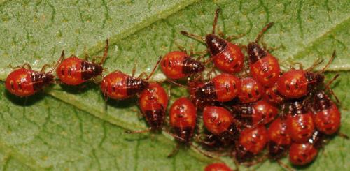 Réf. 66 230 : Elasmucha ferrugata