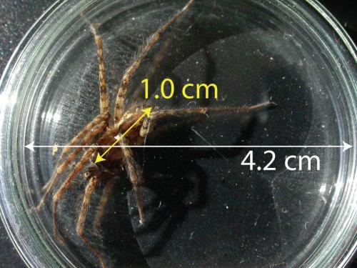 Réf. 66 342 : Tegenaria ferruginea
