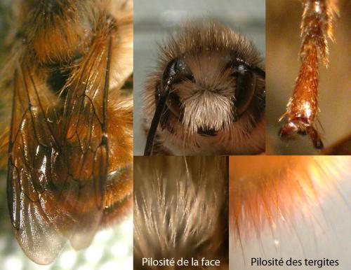 Réf. 66 161 : Osmia bicornis