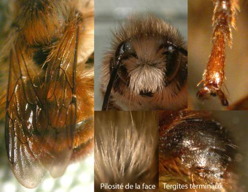 Réf. 66 164 : Osmia bicornis