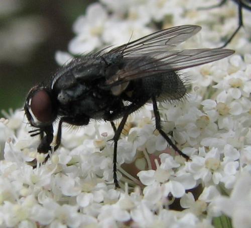 Réf. 66 786 : Morellia sp.
