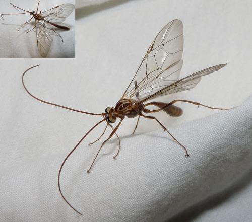 Ophion sp.