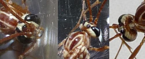 Ophion sp.