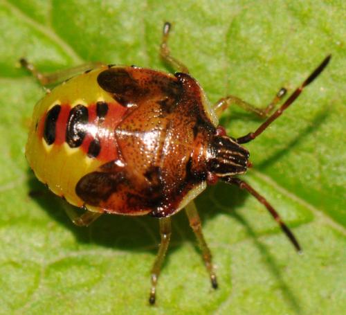 Elasmucha ferrugata