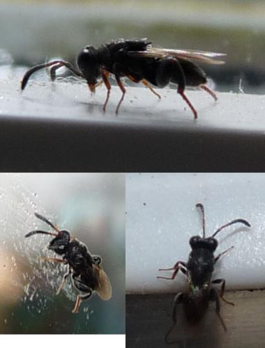 Haltichella rufipes