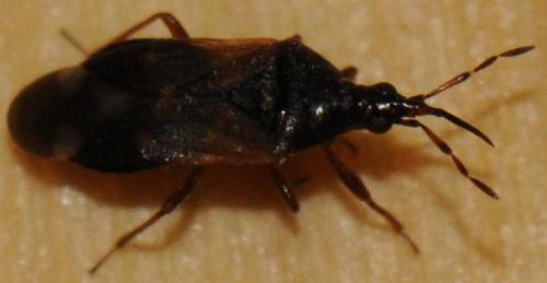 Anthocoris confusus