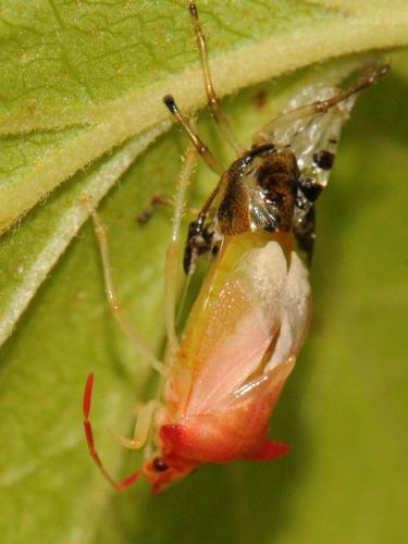 Elasmucha ferrugata