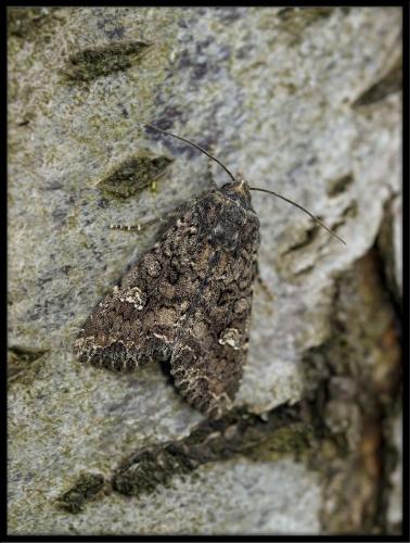 Réf. 66 830 : Mamestra brassicae