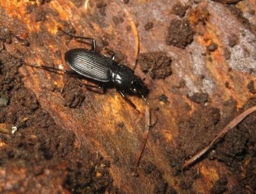 Réf. 66 501 : Pterostichus sp.