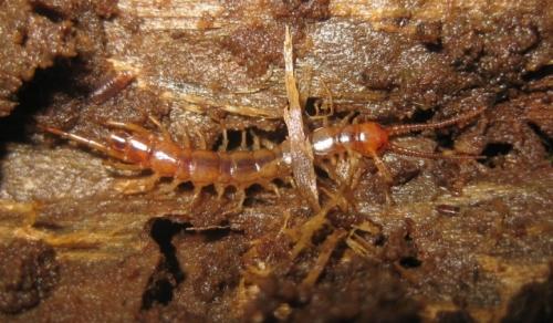 Lithobius forficatus