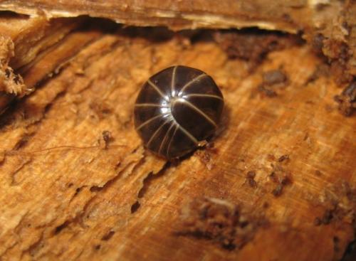 Glomeris marginata