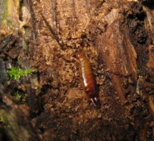 Chelidurella acanthopygia