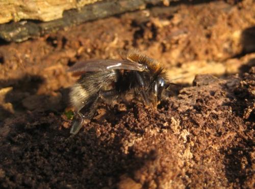 Bombus hypnorum
