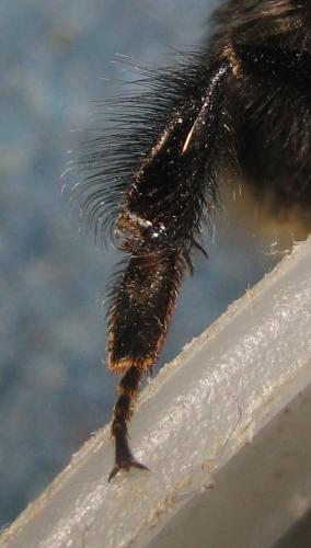 Bombus hypnorum