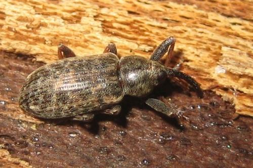 Réf. 66 643 : Dorytomus sp.
