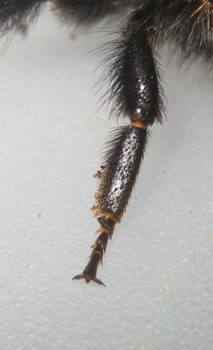 Bombus hypnorum