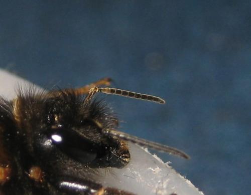 Bombus hypnorum