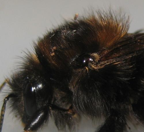 Bombus hypnorum