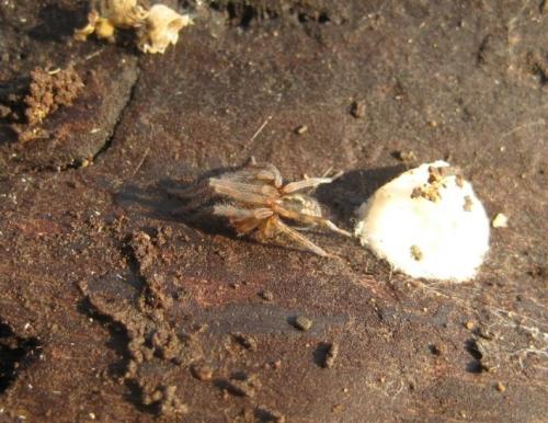 Amaurobius similis