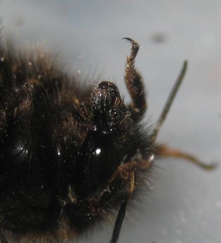 Bombus hypnorum