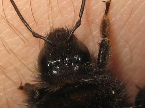 Bombus hypnorum
