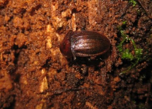 Réf. 66 705 : Phosphuga atrata