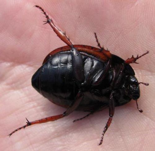 Hexodon sp.