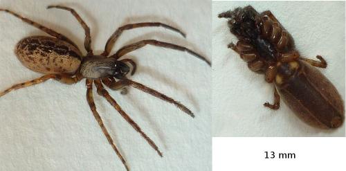 Réf. 66 809 : Segestria bavarica
